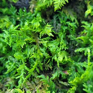 Fresh Delicate Fern Moss: Terrarium Fairy Garden Plant - 6&quot;x9&quot; Bag