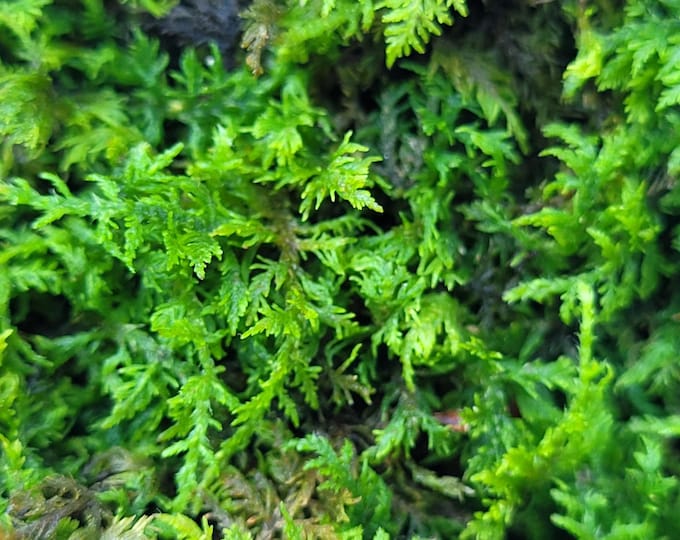 Delicate Fern Moss Fresh Green Healthy for Terrariums Houseplants Fairy Garden Succulants Vivarium Hypnum 6"x9" Bag Free Shipping