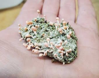 Fresh "Pink Earth Lichen" (Dibaeis Baeomyces) for Terraium Miniature Fairy Garden Macro Photography Live Jewelry 2oz Cup