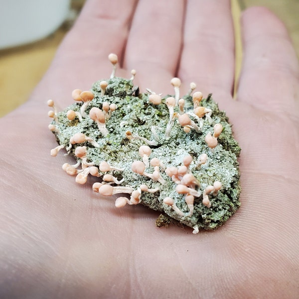 Fresh "Pink Earth Lichen" (Dibaeis Baeomyces) for Terraium Miniature Fairy Garden Macro Photography Live Jewelry 2oz Cup