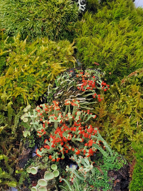 Moss, Lichen and Deer Moss Live Plants terrarium, fairy garden