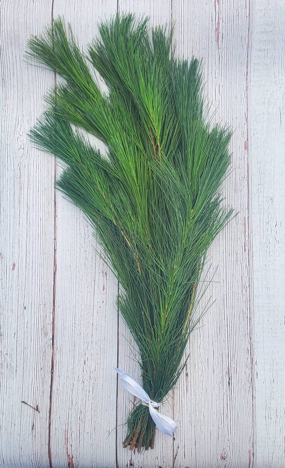 Pine Boughs Fresh Cut Tips 25pc 612 Evergreen Floral Crafts Wedding  Greenery Fragrant Decorative Branches Holiday Decor Free Shipping 