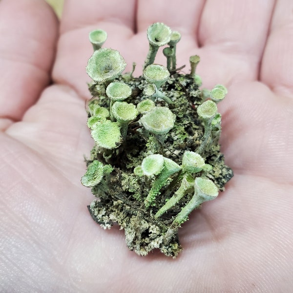 Fresh Pixie Cup (Cladonia Pyxidata) Lichen for Terraium Miniature Fairy Garden Live Jewelry 3"x4" Bag