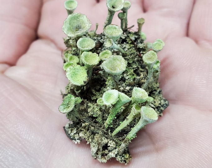 Fresh Pixie Cup (Cladonia Pyxidata) Lichen for Terraium Miniature Fairy Garden Live Jewelry 3"x4" Bag