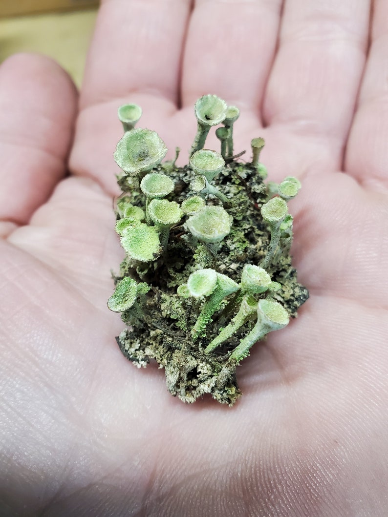 Fresh Pixie Cup (Cladonia Pyxidata) Lichen for Terraium Miniature Fairy Garden Live Jewelry 3'x4' Bag 