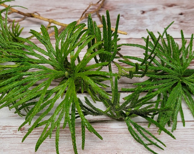 Fan Clubmoss (Lycopodium Digitatum) for Terrarium, Vivarium, Fairy Garden,  Shade Plants, pack of 4 Bare Root Ground Cedar Ships Free