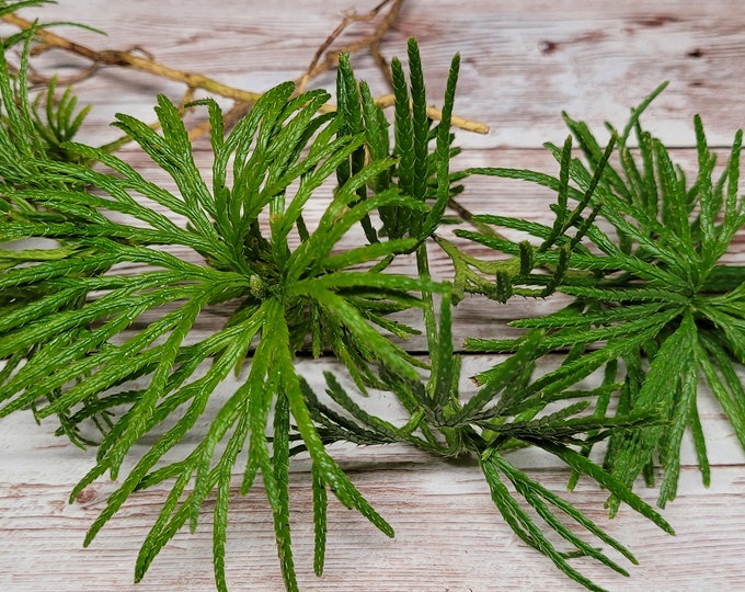 Fan Clubmoss (Lycopodium Digitatum) for Terrarium, Vivarium, Fairy Garden,  Shade Plants, pack of 8 Bare Root Ground Cedar Ships Free