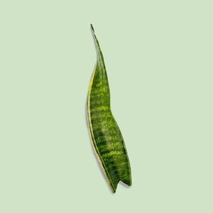 Gold Flame Snake Plant Sansevieria Cutting (Unrooted)