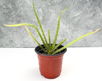 Aloe Vera 4" Potted Plant