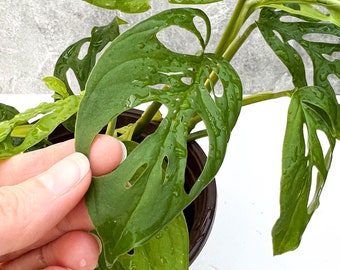 Swiss Cheese Monstera Plant Cutting