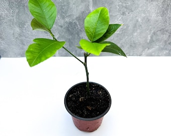 Meyer Lemon Trees - 4-inch Potted Fruit Trees