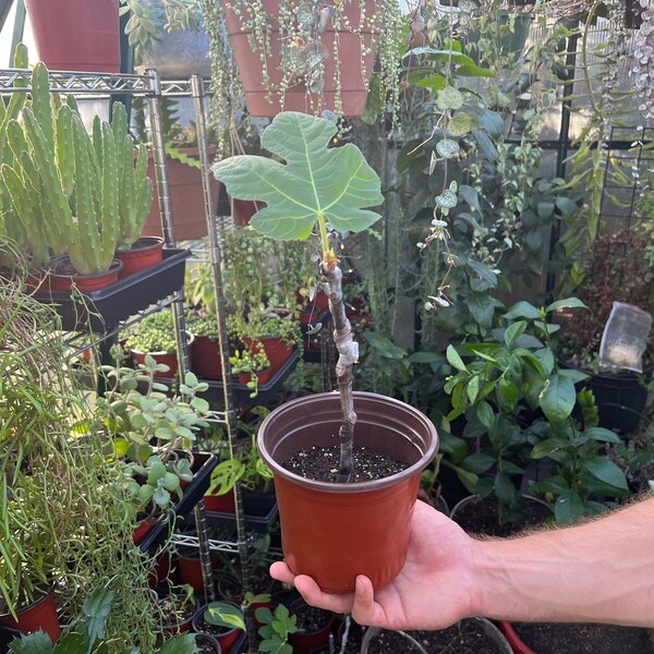 Fig Tree Cuttings Etsy