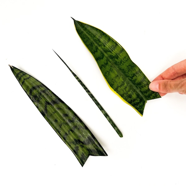 Snake Plant Variety Bundle of 3 Plant Cuttings, Fernwood, Yellow, and Black Coral Snake Cuttings