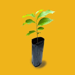 Pawpaw Trees -  4.5” wide x 8&quot; deep pot Potted Fruit Trees