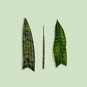 Snake Plant Cutting Variety Bundle: Fernwood, Gold Flame, Black Coral