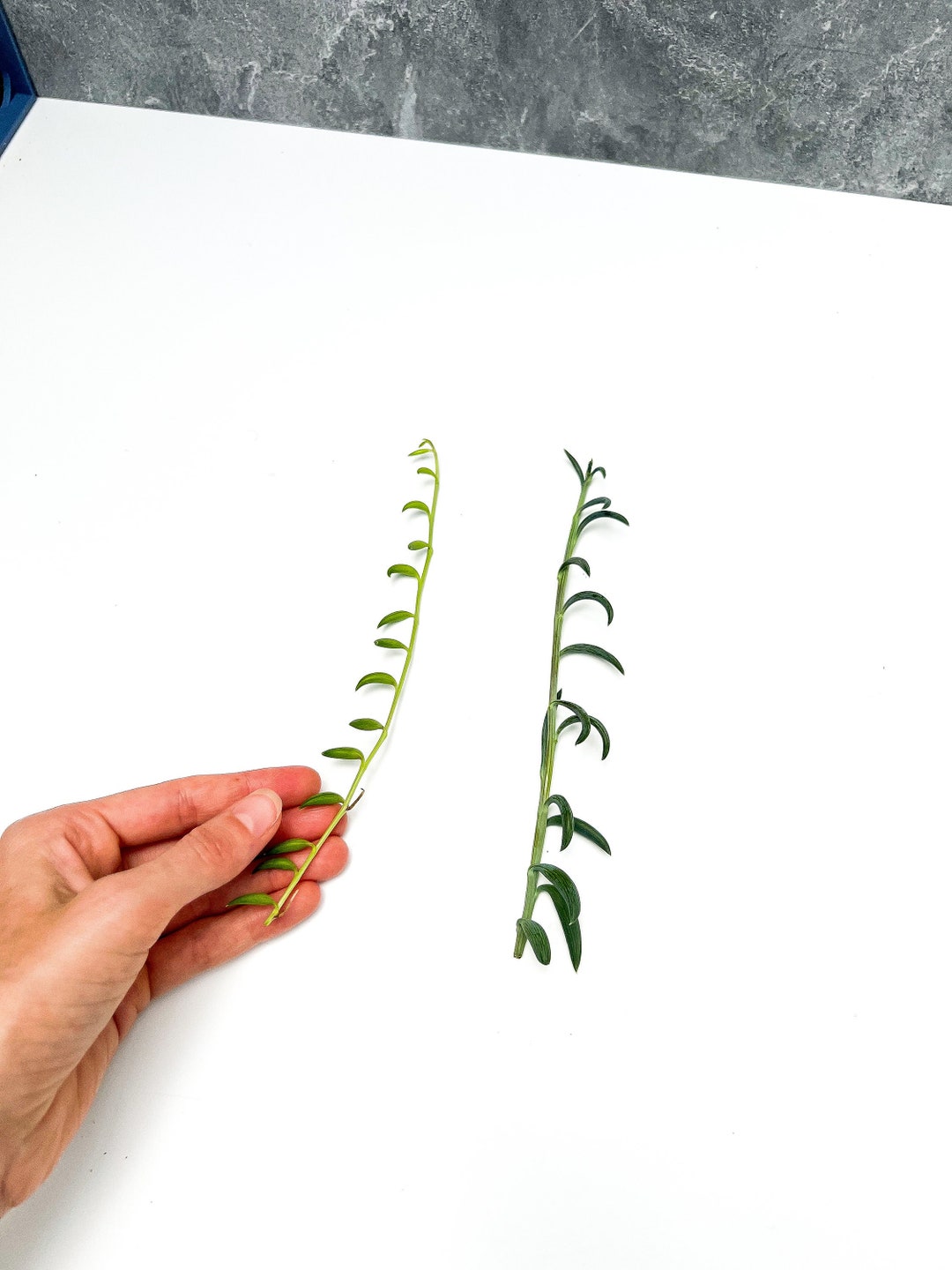 Bundle of String of Bananas and String of Fishhooks Succulent Cuttings