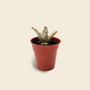 Baby Panda 2&quot; Plant - Kalanchoe tomentosa - Mini Starter Houseplant