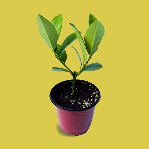 Meyer Lemon Trees - 4-inch Potted Fruit Trees
