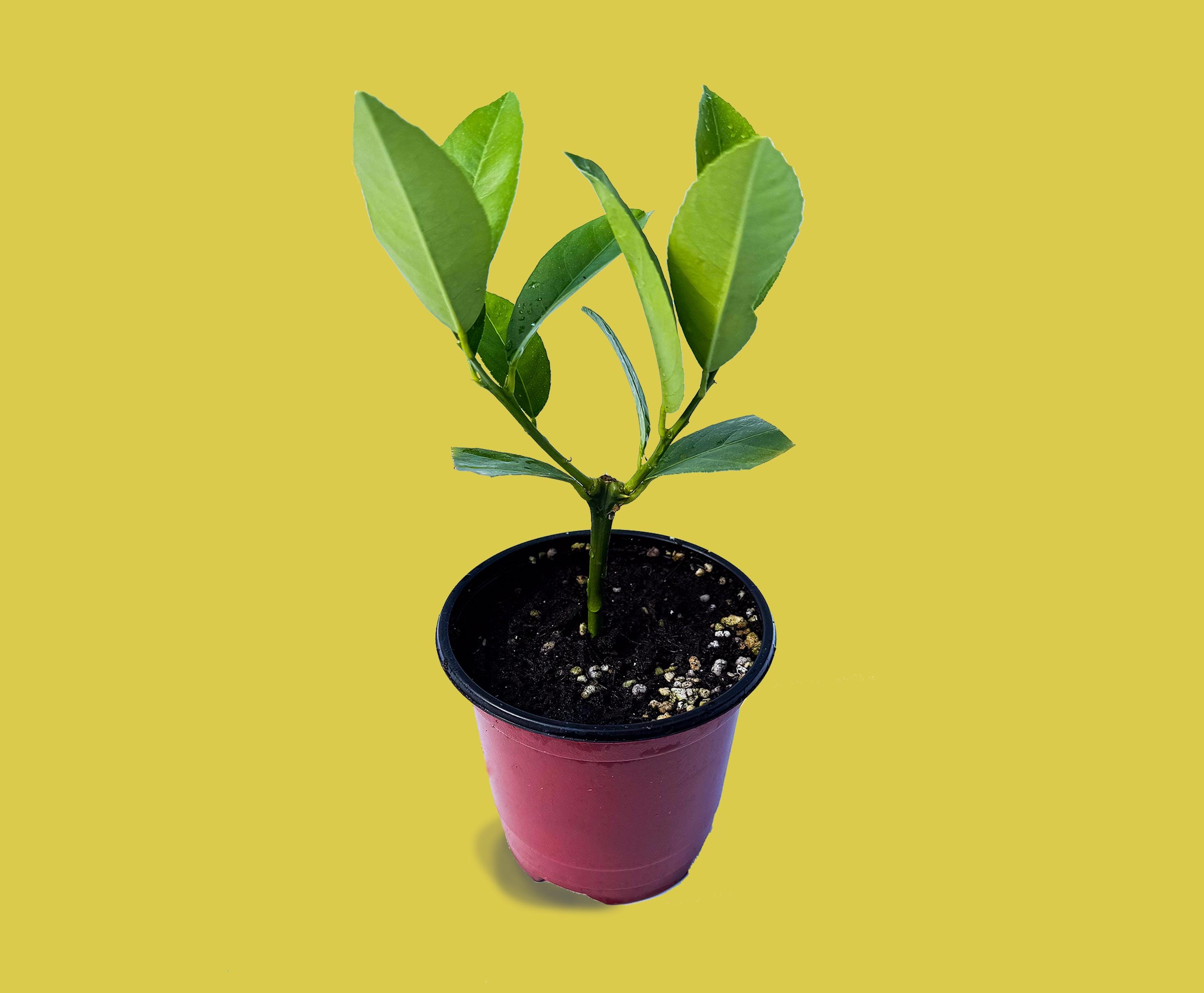 Citronniers Meyer - Arbres fruitiers en pot de 4 pouces