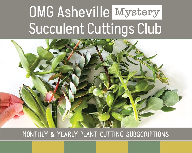 Mystery Cuttings Club Live Plant Cuttings Shipped for a 3, 6, 9, Month or Yearly Subscription Mystery Gifts image 1