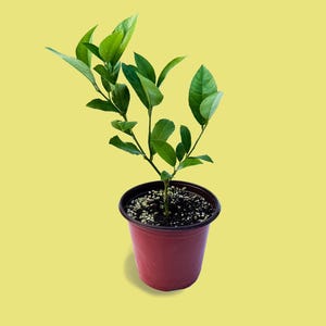 Meyer Lemon Trees - 6-inch Potted Fruit Trees