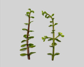 Elephant Bush Succulent Bundle