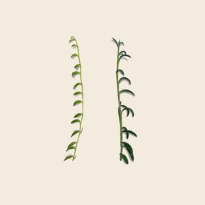 String of Bananas & Fishhooks Succulent Cuttings - Variety Pack