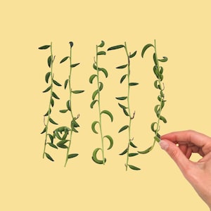 String of Bananas Cuttings - Curio radicans - Packs of 3, 5, 10, or 20