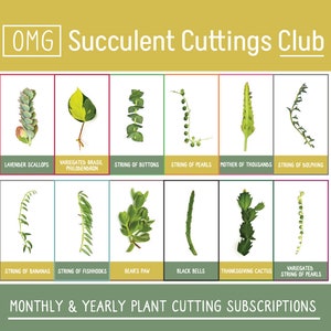 OMG Cutting of the Month Club - Live Plant Cuttings Shipped for a Monthly or Yearly Membership Subscription - Succulent Gift Subscription