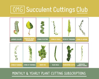 zz plant seeds Green ZZ Plant - Easy Care Indoor Houseplant - Zamioculcas zamiifolia - Low  Light Air Purifier Gift Plant main image 0