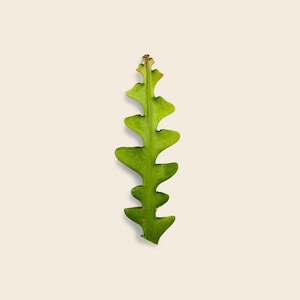 May include: A single green cactus leaf with a serrated edge.