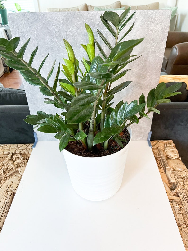 14 Inch ZZ Plant Cuttings Rooted or Unrooted Zanzibar Gem Etsy