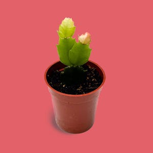 Baby Thanksgiving Cactus 2&quot; Potted - Schlumbergera truncata Holiday Cactus