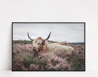 Digital Download Highland Cow Print, Nature Inspired Wall Decor Fine Art Photography