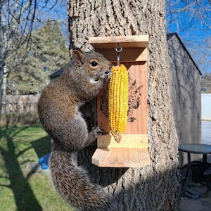 May include: A gray squirrel eating corn from a wooden feeder attached to a tree. The feeder has a decorative design and a hanging ear of corn. The squirrel is perched on the tree trunk in a sunny outdoor setting.