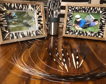 African Crested Porcupine Quills from Kibo & Mawenzi