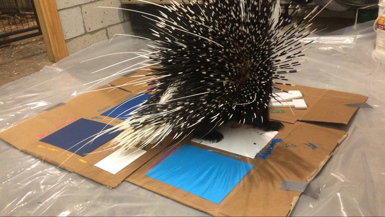 Animal Art Paintings  Porcupine & Skunk Paw Prints image 5