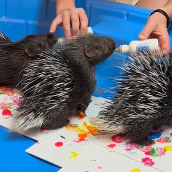 Animal Paintings and Prints - Etsy