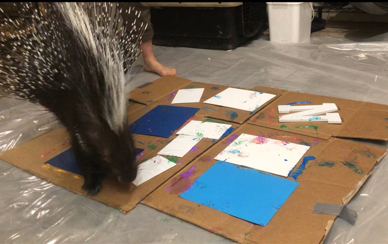 Animal Art Paintings  Porcupine & Skunk Paw Prints image 4