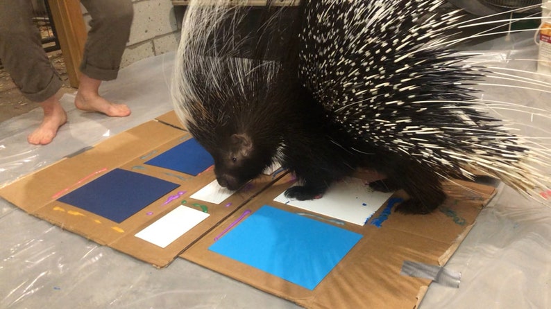 Animal Art Paintings  Porcupine & Skunk Paw Prints image 3