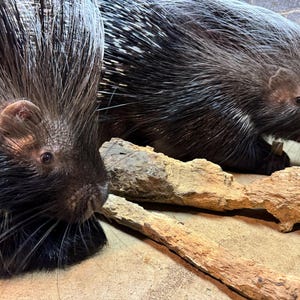 May include: Two porcupines with black and white quills are lying on a wooden surface. The porcupines are facing different directions. The porcupine on the left is looking at the camera. The porcupine on the right is looking away from the camera.