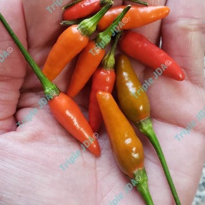 Seeds – Aji Caballero (Puerto Rican Hot Pepper) – 30 Heirloom, Non-GMO, Capsicum frutescens – For Pique and Caribbean Cooking -NOT livePlant