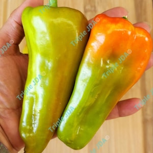 May include: Two bell peppers, one green and one orange, with a slight green hue, are held in a hand. The peppers are long and slender.