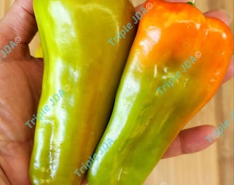 Op de afbeelding: Twee paprika's, één groen en één oranje met een lichte groene tint, worden in een hand gehouden. De paprika's zijn lang en smal.