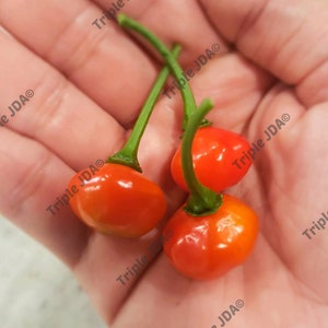 SEEDS - Aji Dulce El Sabrosito - 50 Fresh Heirloom Seeds - Caribbean Sweet Pepper - Puerto Rican Sweet Pepper - Non GMO -Not Live Plant