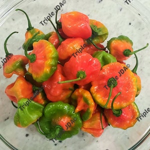 SEEDS Aji Dulce Puerto Rico Sweet Pepper | 75 Heirloom Seeds | Capsicum Chinense | NOT Live Plant | Also Known As Ají Cachucha | For Sofrito