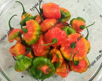 SEEDS Aji Dulce de Puerto Rico/Sweet Pepper (Capsicum Chinense) 75 fresh seeds