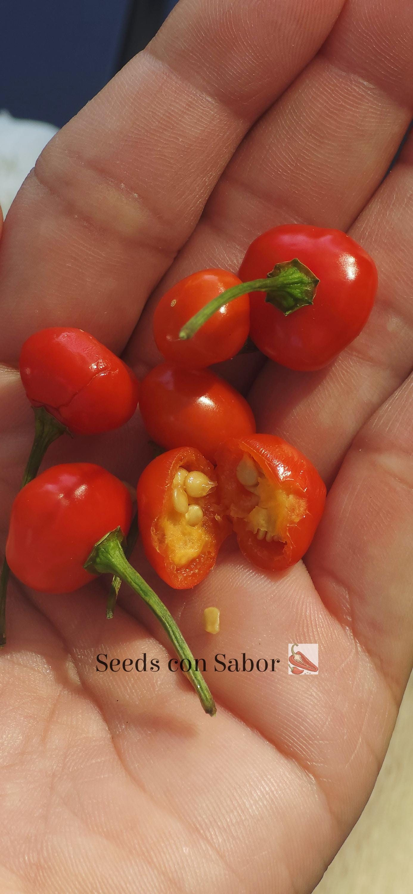 SEEDS - Aji Dulce El Sabrosito - 50 Fresh Heirloom Seeds