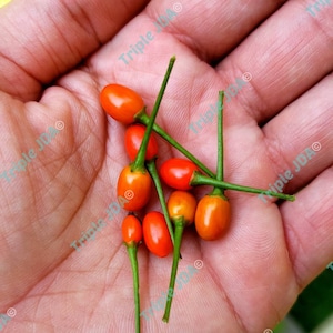 Seeds - Chile Pequin Bird’s Eye Pepper Aji Pajarito Spicy Heirloom Hot Pepper Grown in North Carolina Great for Garden and Cooking 50 Seeds