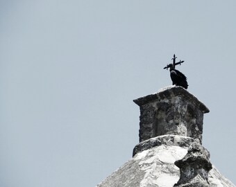 The Alamo, Vultures, Photography